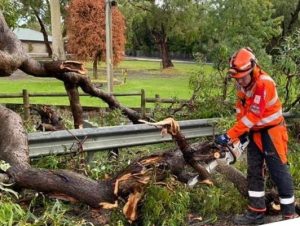 Trees down across Casey