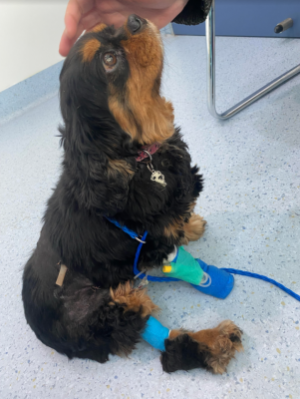 Ruby had ‘no chance’ in attack