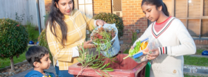 Food and garden waste coming to Casey