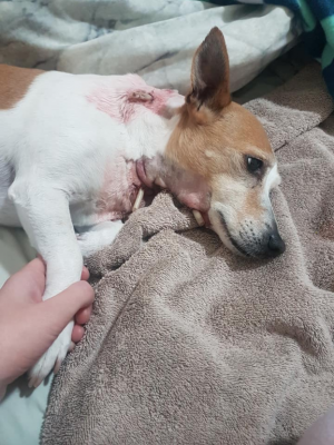 Shock after savage attack