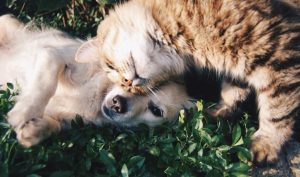 Toys needed for Cranbourne’s lost and abandoned doggos and kitties