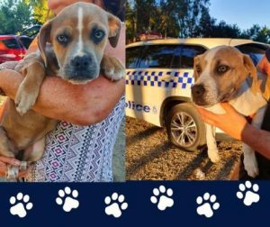 Dumped pups left to ‘ruff’ it