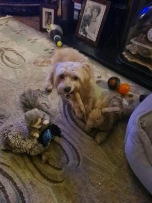 A little dog’s big love