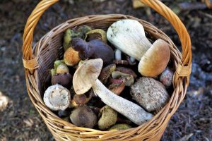 Warning on toxic mushies