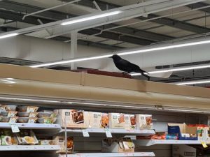 Quoth Coles “nevermore” as crow to go