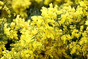 A golden sprig of resilience