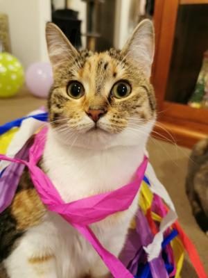 Cat companions keep the spirits up