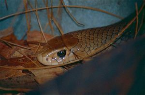 Snakes slither out for spring