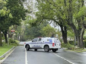 Man injured by falling tree