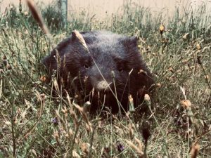 Giving way to wombats