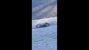 Berwick ‘lobster’ mystery solved