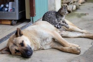 Deliberate animal cruelty on the rise