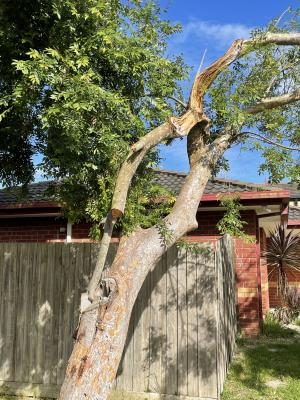 Tree debris