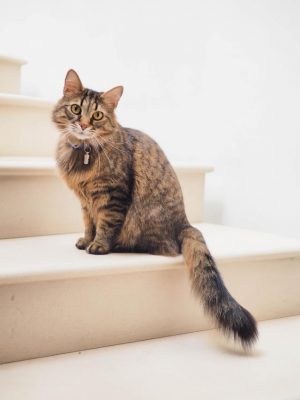 Rehoming services to protect more pets