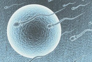 Suspension of IVF treatment reversed
