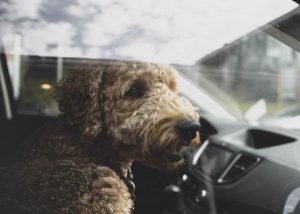 How to keep pets safe while driving