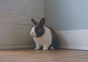 Perfect time to give a pet a forever home