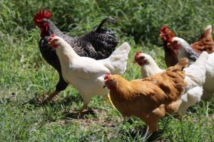 Caring for poultry the right way