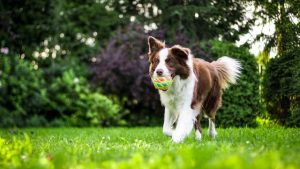 Vets, shelters to help return pets