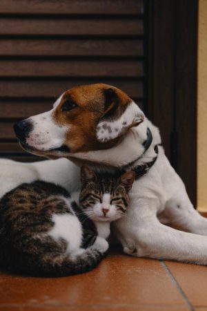 Protecting our pets from dodgy breeders