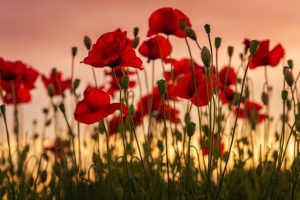 Pay your respects on Anzac Day