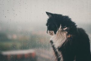 Winter warning – don’t leave your pet out in the cold