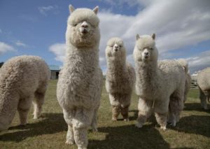 RSPCA short course for hobby farmers