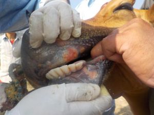 $10M biosecurity boost