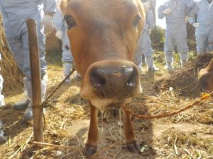 Investigating emergency animal diseases