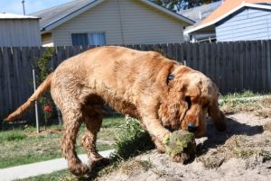 Dogs now welcome