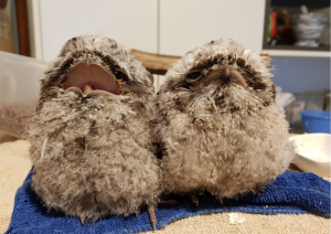 Animal carer gets recognition