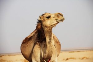 Study explores camel’s milk benefits