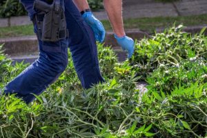Dope crop seized from former milk bar