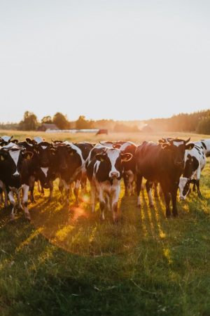 Groundbreaking trial aims to decrease methane emissions from cattle