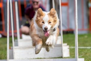 Pic spread: Pooches day out at the Casey pet expo
