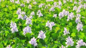 Aquariums selling state-prohibited water weeds online
