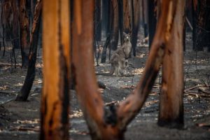 Act now on your bush fire survival plan