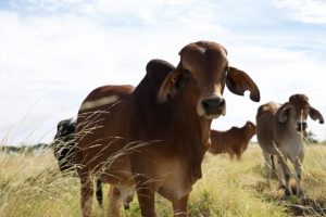 Australian joins Global Methane Pledge