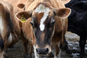 Herd rebuild strengthening