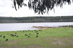 Lysterfield Lake College proposal shut down