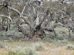 Think twice before removing native plants