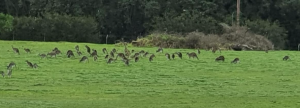 Concerns for Kangaroos
