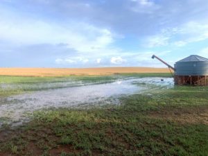 Animal health issues in a wet spring