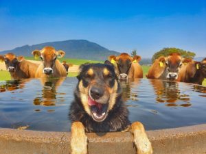 Candid kelpie wins photo competition