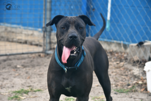 RSPCA points to pet neglect problems in Casey