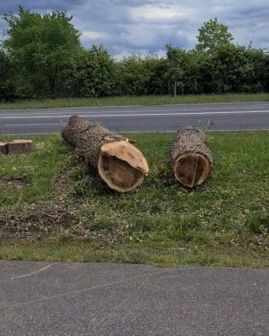 Stumped at Avenue of Honour replacement