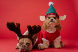 Keeping your pet safe at Christmas