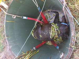 Horse rescued on Belgrave South property after falling into septic tank