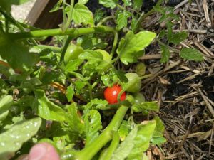 Don’t let QFF ruin your homegrown produce