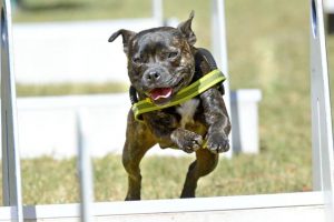 Berwick Show set to impress